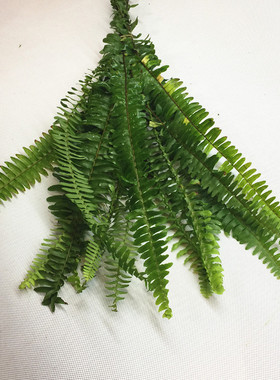 小排草鲜切叶上海鲜花配叶配草18支花艺插花辅叶江浙沪皖两扎包邮