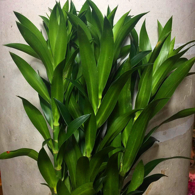 百合竹富贵竹鲜切枝上海鲜花速递家用瓶插花艺江浙沪皖两扎包邮