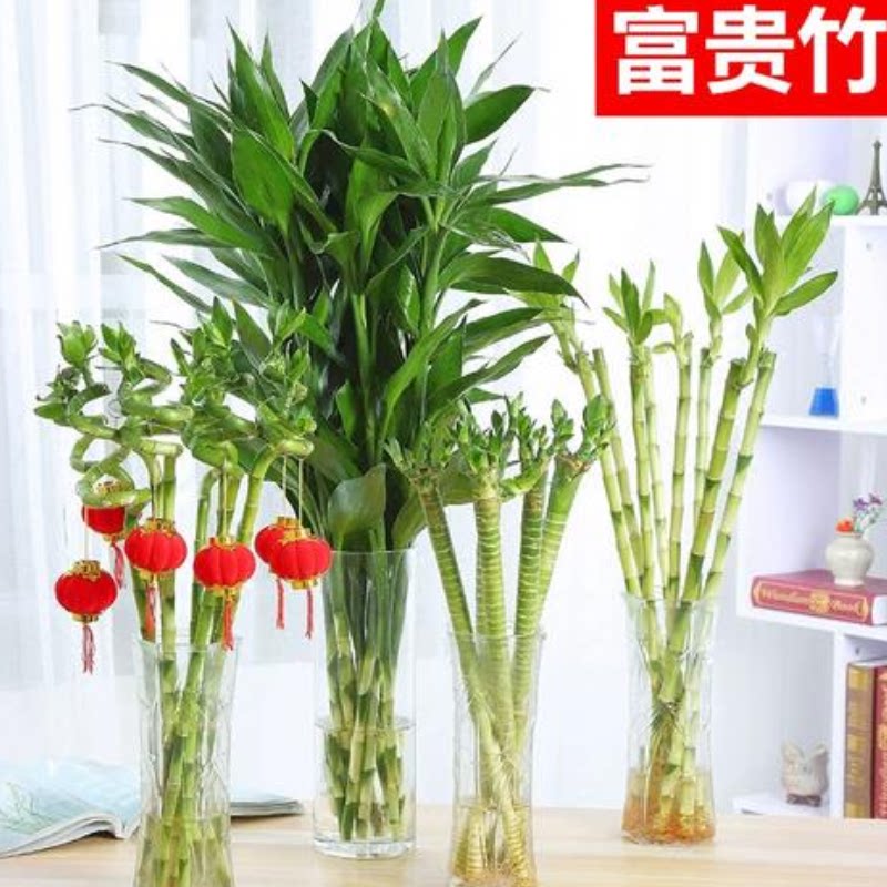 富贵竹水培植物盆栽花卉绿植室内花客厅水养大叶转运竹节节高龙竹
