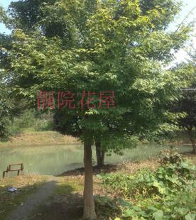 庭院景观树别墅地栽风景树青枫树小叶鸡爪槭苗盆栽植物观叶花卉