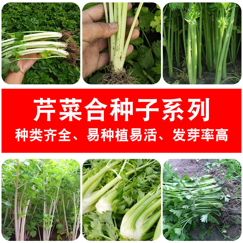 春季四季蔬菜种美国百利西芹种籽黄心白芹菜种子大芹菜苗农家阳台
