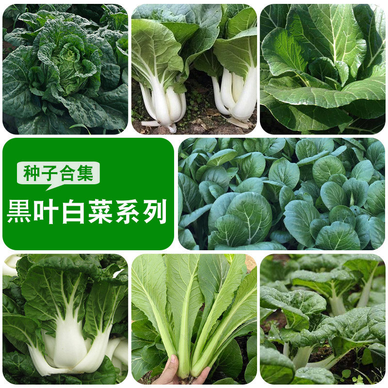 春夏季四季蔬菜种子小白菜中脚奶白菜庭院阳台种植乌塌菜菜籽种孑