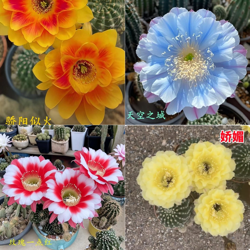 勤开大花彩草仙人球席克氏开花好养四季花卉多肉仙人掌花毛柱