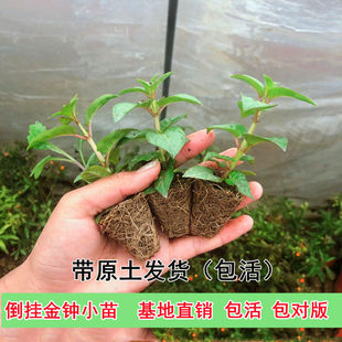 倒挂金钟小苗4棵+肥料 阳台吊兰灯笼花盆栽花卉