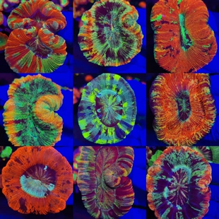 油彩八字脑开放脑珊瑚精品珊瑚海水鱼缸海水鱼活体LPS脑珊瑚活体