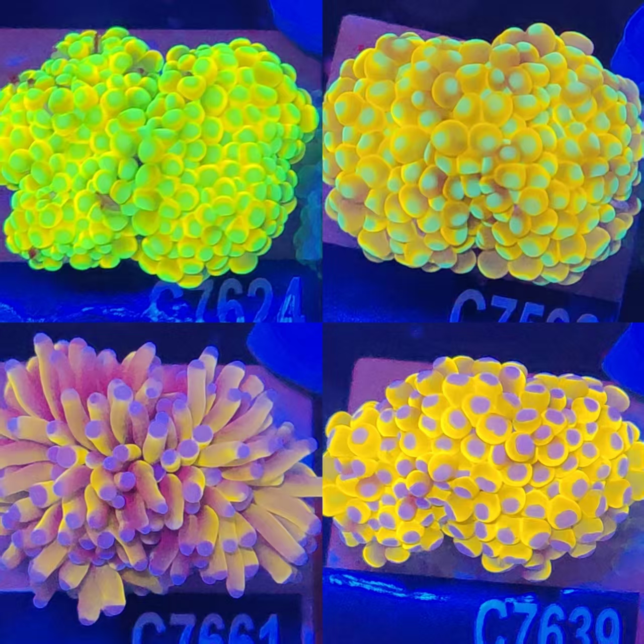 短须塔塔金火柴头珊瑚