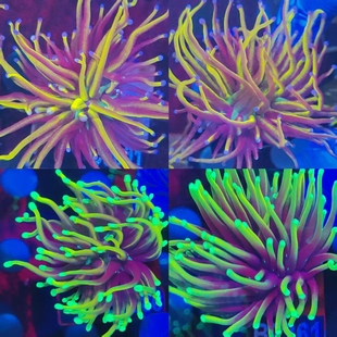 金火柴头珊瑚活物印尼沙巴澳洲金绿火柴头火炬圣杯LPS珊瑚海水鱼