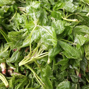 长白山野生山野菜刺五加叶新鲜坎拐棒子嫩芽老虎潦叶500克2斤包邮