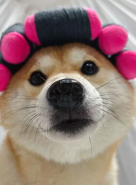 ins热款韩国卷发头套帽子小型犬