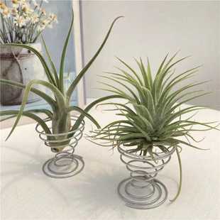 空气凤梨支架 弹簧底座(不含植物)