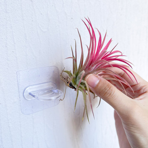 空气凤梨支架花盆花架配饰冰箱贴装饰自粘贴支架底座透明固定神器