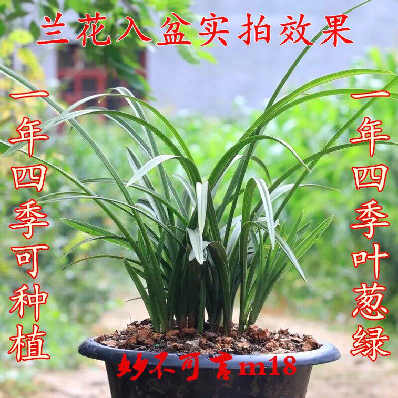 特价春兰蕙兰花苗带花苞浓香型兰花兰草植物花卉盆栽盆景绿植包邮