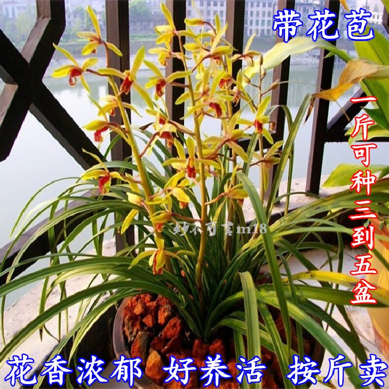 浓香带花苞 蕙兰春兰花苗草 植