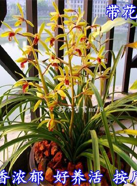 浓香带花苞 蕙兰春兰花苗草 植物花卉盆栽 盆景兰花按斤卖送花土