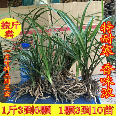 精选带花苞兰花苗浓香惠兰春兰花苗草 植物花卉盆栽 盆景兰花按斤