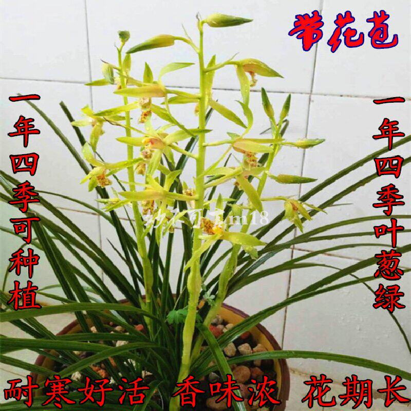 精选新鲜连体兰花苗带花苞四季春兰蕙兰 兰草苗 浓香花卉绿植盆栽