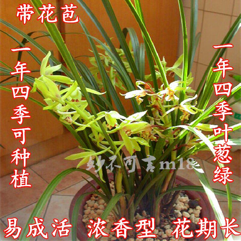 兰花苗带花苞浓香型植物盆栽春兰蕙兰室内好养易活九头兰草兰花