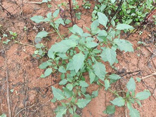 野菜龙葵嫩芽白花菜山村青菜现采三斤包邮甘甜火锅菜