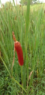 18支蒲棒现采插花布景装饰摆饰摄影道具家居饰品水蜡烛蒲棒枕头绒