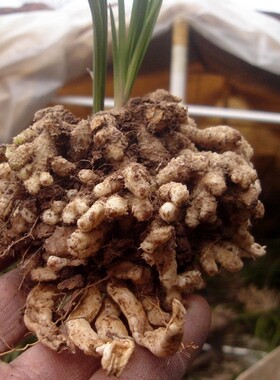 兰花之源限量版大龙蕙兰阳台花卉