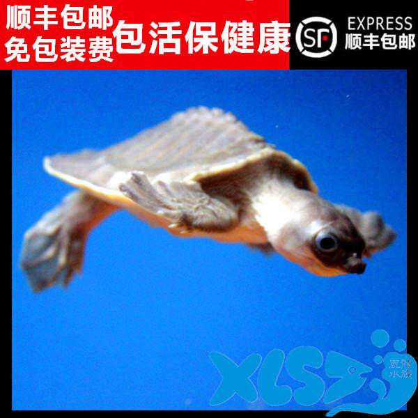 猪鼻龟活体深水龟幼龟活龟热带龟 龙鱼混养 带证发货 包邮包活