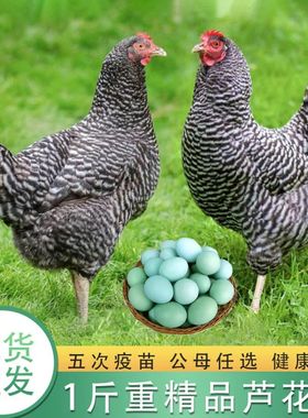 一斤正宗芦花鸡活苗纯种汶上芦花鸡绿壳蛋鸡高产蛋小鸡活苗脱温鸡