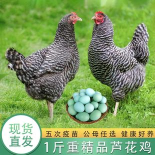 一斤正宗芦花鸡活苗纯种汶上芦花鸡绿壳蛋鸡高产蛋小鸡活苗脱温鸡