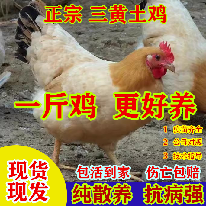 一斤正宗三黄土鸡活苗母鸡小鸡苗