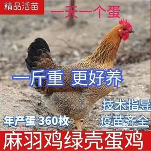 一斤麻羽鸡正宗麻羽绿壳蛋鸡活苗纯种青脚脱温鸡散养土鸡小鸡活苗