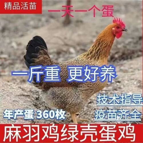 1斤纯种麻羽母鸡土鸡活苗小鸡仔