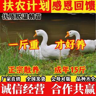 一斤正宗大种白鹅纯种脱温四季鹅皖西鹅三花鹅苗农家散养小鹅活苗