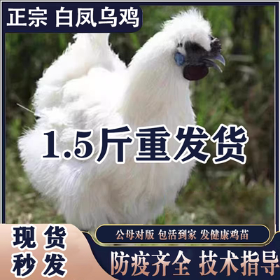 乌鸡苗白凤乌鸡苗乌骨鸡活小鸡苗
