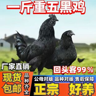 一斤正宗五黑鸡活苗纯种五黑绿壳蛋鸡乌骨鸡脱温小鸡活苗散养土鸡