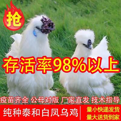 纯种白凤乌骨鸡活苗1斤一斤批发