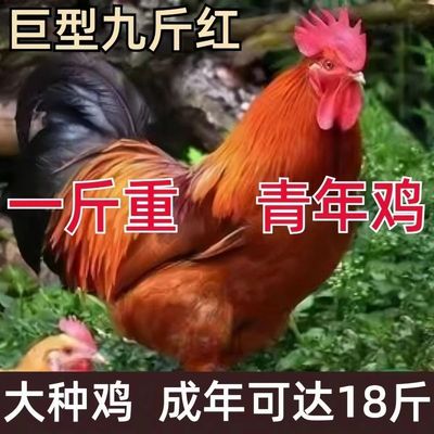 巨型K9公鸡五黑芦花麻羽小鸡仔