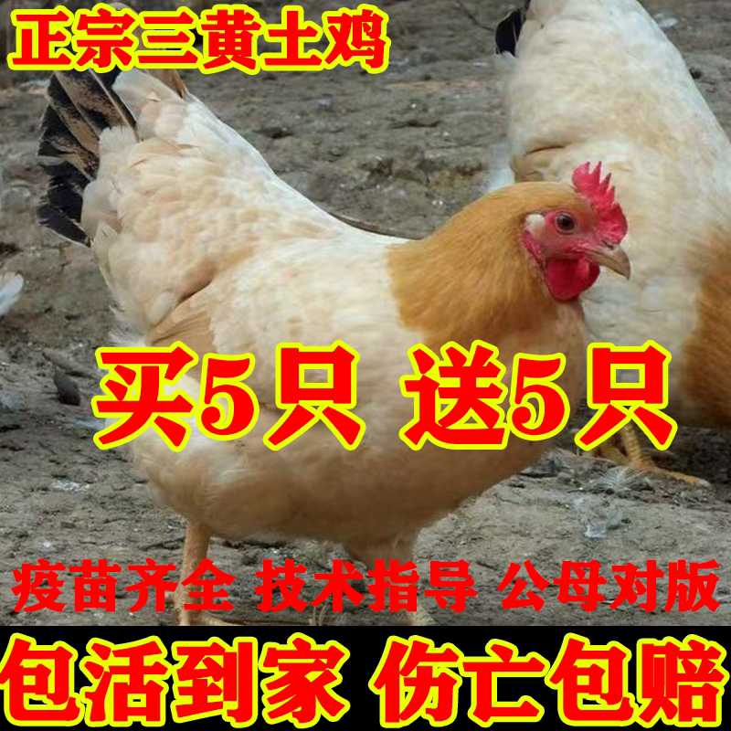 1斤三黄鸡活苗母活体小鸡苗批发