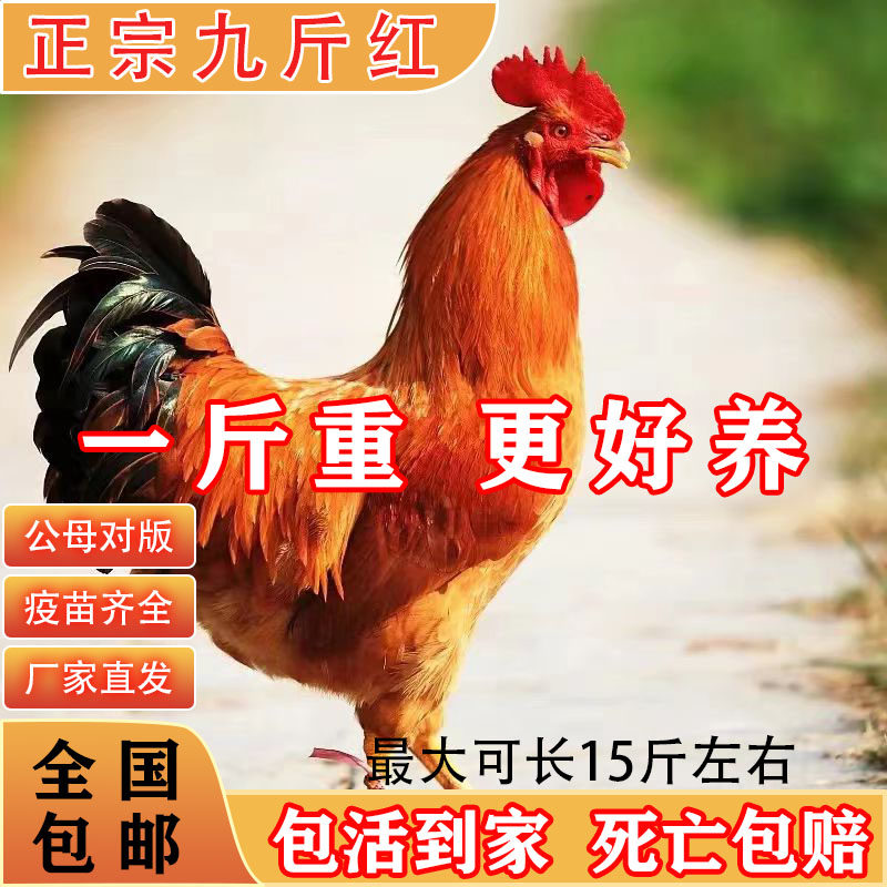 一斤正宗九斤红公鸡活苗红玉380纯种九斤黄小鸡苗散养土鸡脱温鸡