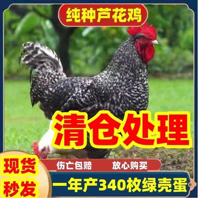 1斤高产蛋五黑麻羽白凤珍珠鸡苗