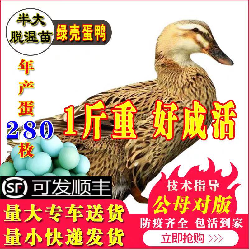 产蛋麻鸭子鸭苗一1斤小鸭子鸭仔