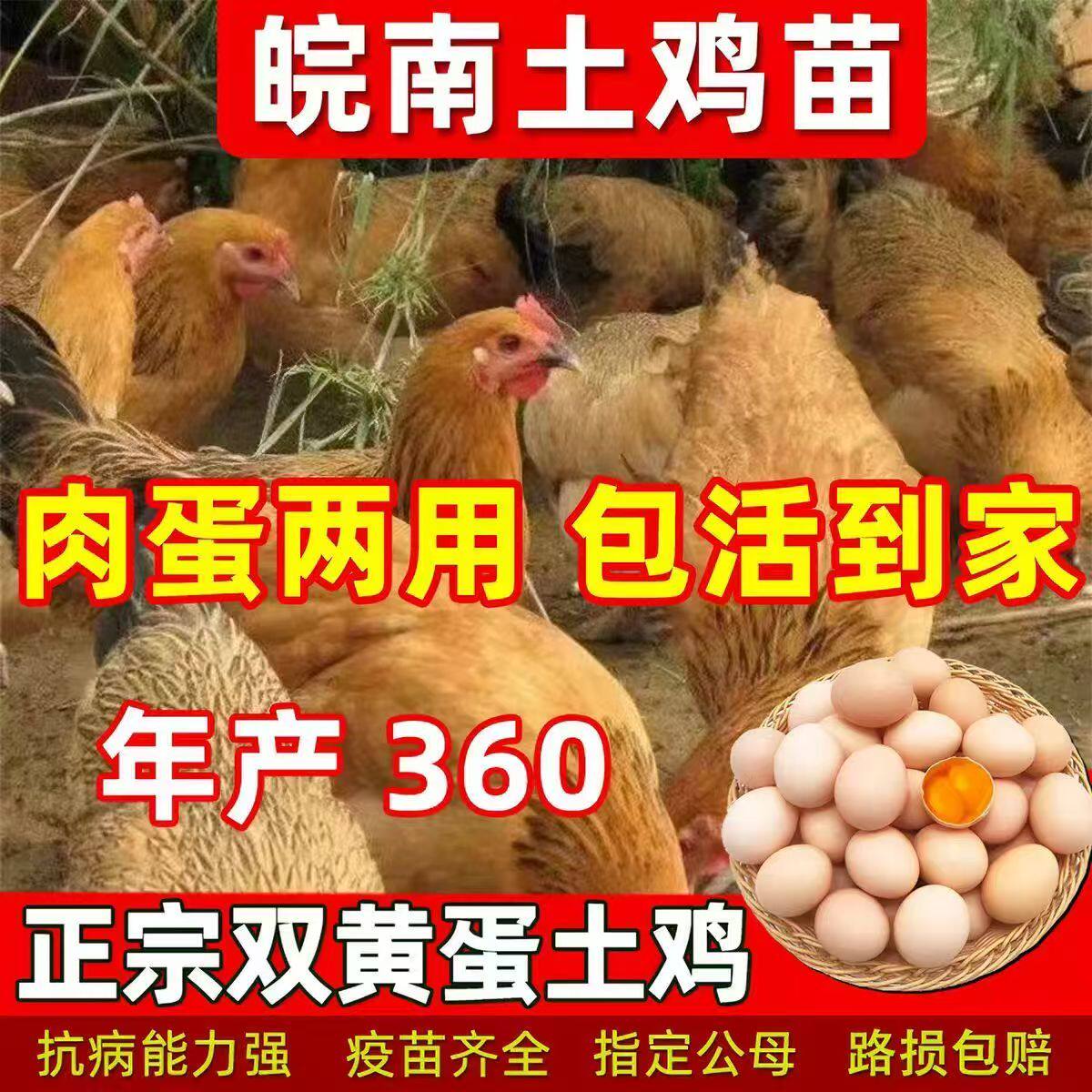 正宗皖南散养土鸡活苗小鸡苗批发