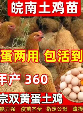 正宗皖南散养土鸡活苗小鸡苗批发