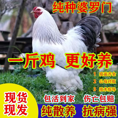 正宗婆罗门鸡活苗纯种巨型梵天鸡小鸡活苗脱温半大鸡观赏鸡宠物鸡
