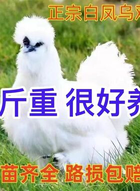 2斤正宗白凤乌鸡活苗纯种泰和乌鸡散养乌骨鸡苗脱温土鸡小鸡活苗