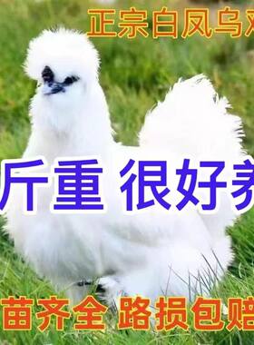 高产蛋乌骨鸡活苗乌鸡苗小鸡仔