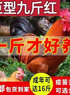 正宗九斤黄公鸡活体活苗小鸡仔苗