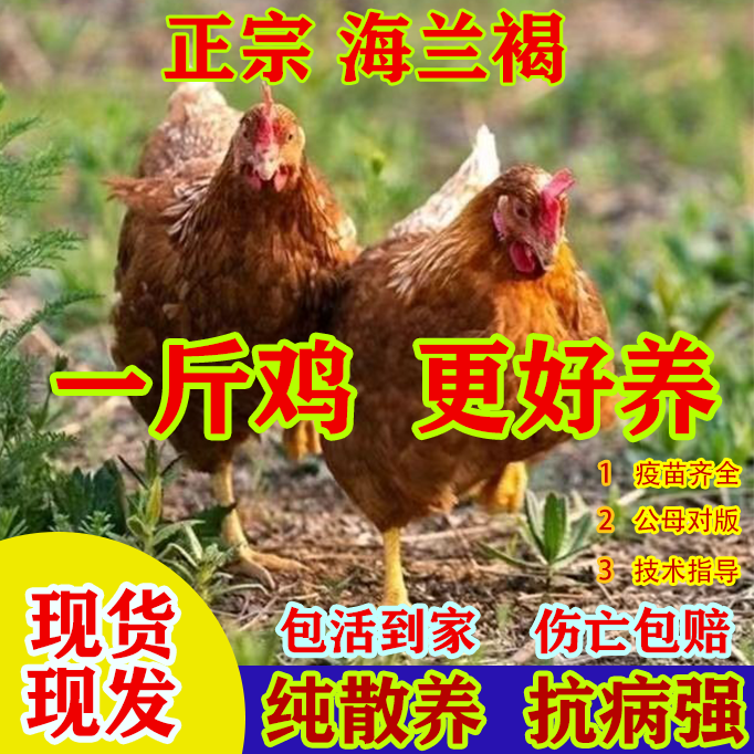 正宗海兰褐鸡活苗纯种高产蛋海兰褐红毛蛋鸡苗脱温青年鸡散养土鸡