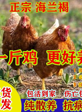 正宗海兰褐鸡活苗纯种高产蛋海兰褐红毛蛋鸡苗脱温青年鸡散养土鸡