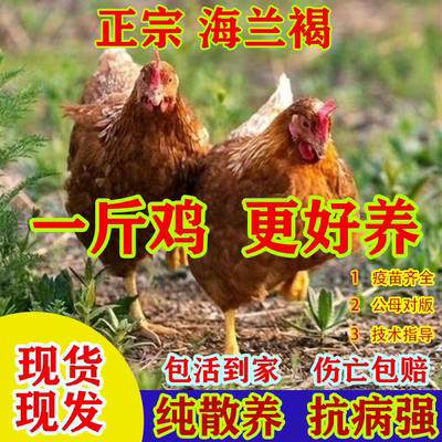 正宗海兰褐鸡活苗纯种高产蛋海兰褐红毛蛋鸡苗脱温青年鸡散养土鸡