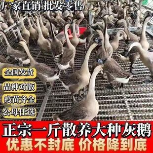 小鹅活苗一斤纯种灰鹅双黄蛋鹅灰雁鹅脱温鹅高产蛋鹅活苗马岗鹅苗