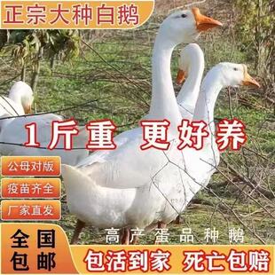 一斤大种白鹅活苗母鹅三花鹅四季浙东皖西大白鹅出壳幼鹅小鹅活苗